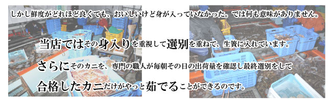 しかし鮮度がどれほど良くても、おいしいけど身が入っていなかった。では何も意味がありません。当店ではその身入りを重視して選別を重ねて、生簀に入れています。さらにそのカニを、専門の職人が毎朝その日の出荷量を確認し最終選別をして合格したカニだけがやっと茹でることができるのです。