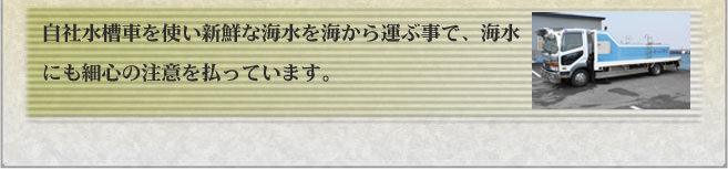 自社水槽車を使い新鮮な海水を海から運ぶ事で、海水にも細心の注意を払っています。